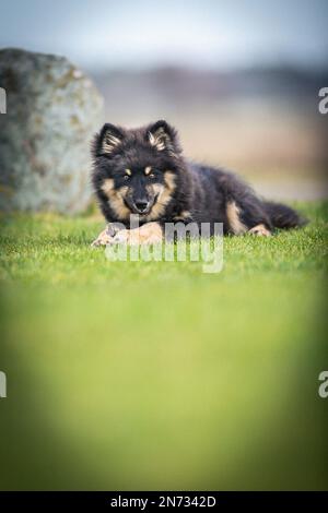 Das Hündchen rennt draußen und spielt mit einem Ball. Running und Viel Spaß. Ich liebe es zu spielen und zu Rennen. ich laufe mit einem Stock. Ich kaue an einem Stock. Stockfoto