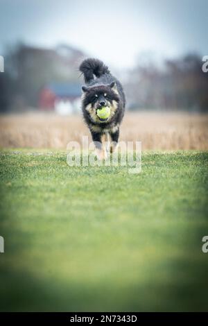 Das Hündchen rennt draußen und spielt mit einem Ball. Running und Viel Spaß. Ich liebe es zu spielen und zu Rennen. ich laufe mit einem Stock. Ich kaue an einem Stock. Stockfoto