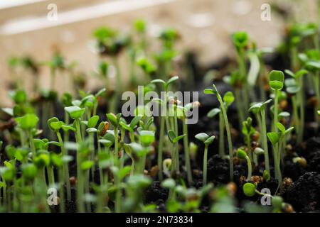 Junge Rucola-Sprossen wachsen im Boden, Nahaufnahme Stockfoto