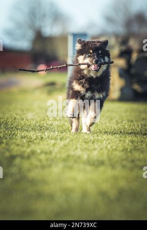 Das Hündchen rennt draußen und spielt mit einem Ball. Running und Viel Spaß. Ich liebe es zu spielen und zu Rennen. ich laufe mit einem Stock. Ich kaue an einem Stock. Stockfoto