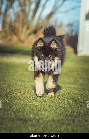 Das Hündchen rennt draußen und spielt mit einem Ball. Running und Viel Spaß. Ich liebe es zu spielen und zu Rennen. ich laufe mit einem Stock. Ich kaue an einem Stock. Stockfoto