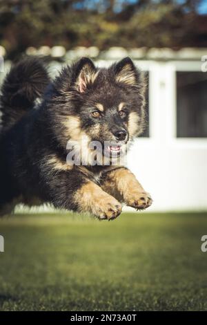 Das Hündchen rennt draußen und spielt mit einem Ball. Running und Viel Spaß. Ich liebe es zu spielen und zu Rennen. ich laufe mit einem Stock. Ich kaue an einem Stock. Stockfoto