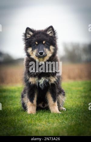 Das Hündchen rennt draußen und spielt mit einem Ball. Running und Viel Spaß. Ich liebe es zu spielen und zu Rennen. ich laufe mit einem Stock. Ich kaue an einem Stock. Stockfoto