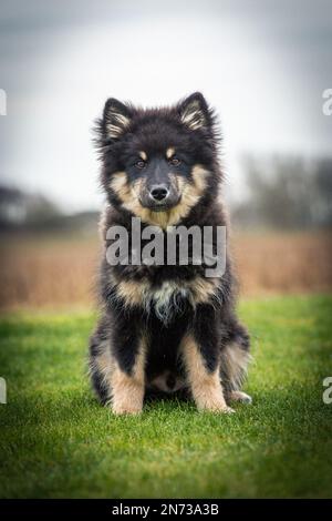 Das Hündchen rennt draußen und spielt mit einem Ball. Running und Viel Spaß. Ich liebe es zu spielen und zu Rennen. ich laufe mit einem Stock. Ich kaue an einem Stock. Stockfoto