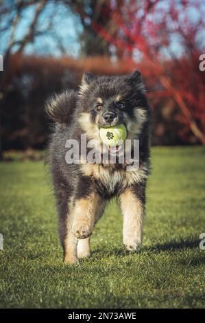 Das Hündchen rennt draußen und spielt mit einem Ball. Running und Viel Spaß. Ich liebe es zu spielen und zu Rennen. ich laufe mit einem Stock. Ich kaue an einem Stock. Stockfoto