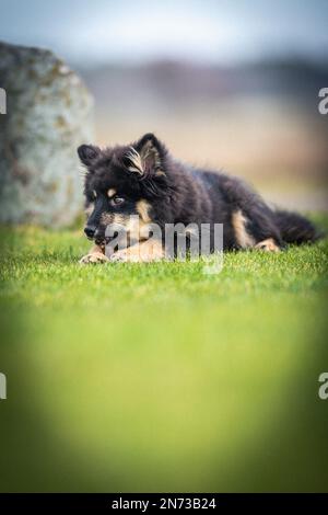 Das Hündchen rennt draußen und spielt mit einem Ball. Running und Viel Spaß. Ich liebe es zu spielen und zu Rennen. ich laufe mit einem Stock. Ich kaue an einem Stock. Stockfoto