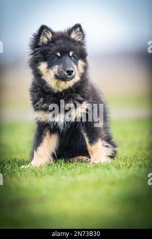 Das Hündchen rennt draußen und spielt mit einem Ball. Running und Viel Spaß. Ich liebe es zu spielen und zu Rennen. ich laufe mit einem Stock. Ich kaue an einem Stock. Stockfoto