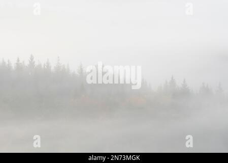 Dichter Nebel liegt über dem Pfalzwald, nur wenige Baumspitzen sind zu sehen, Naturpark Pfalzwald, Naturschutzgebiet Pfalzwald-NordVogesen, Deutschland, Rheinland-Pfalz Stockfoto