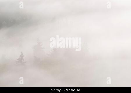 Dichter Nebel liegt über dem Pfalzwald, nur wenige Baumspitzen sind zu sehen, Naturpark Pfalzwald, Naturschutzgebiet Pfalzwald-NordVogesen, Deutschland, Rheinland-Pfalz Stockfoto