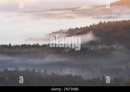 Nebel liegt in den Tälern des Pfalzwaldes, Morgenatmosphäre, Naturpark Pfalzwald, Naturschutzgebiet Pfalzwald-NordVogesen, Deutschland, Rheinland-Pfalz Stockfoto