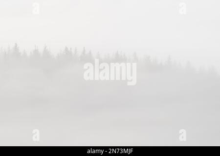 Dichter Nebel liegt über dem Pfalzwald, nur wenige Baumspitzen sind zu sehen, Naturpark Pfalzwald, Naturschutzgebiet Pfalzwald-NordVogesen, Deutschland, Rheinland-Pfalz Stockfoto