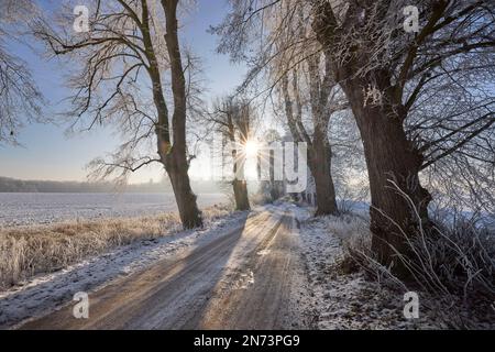 Deutschland, Mecklenburg-Vorpommern, Avenue, Winter, Weiß Stockfoto