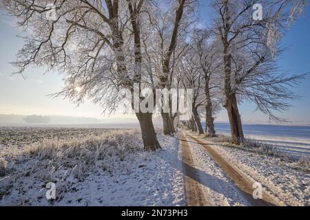 Deutschland, Mecklenburg-Vorpommern, Avenue, Winter, Weiß Stockfoto