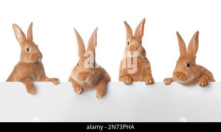 Süße, lustige Häschen, die aus dem leeren Banner gucken, Platz für Text. Ostersymbol Stockfoto