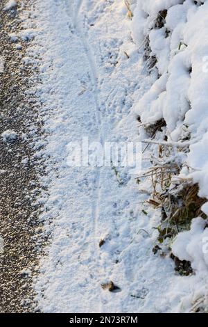 Nutria-Spuren im Schnee Stockfoto