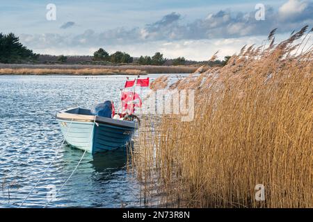 Darsser Ort Notfallhafen, Fischerboot, winkende rote Bojenflaggen, Schilf Stockfoto