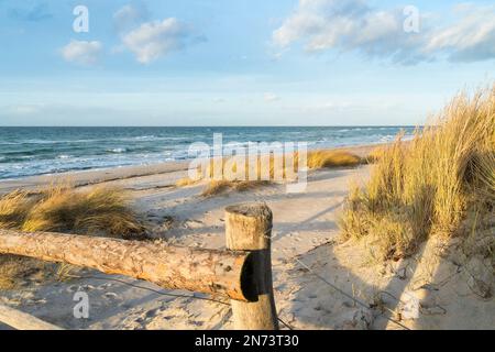 Nationalpark Vorpommersche Boddenlandschaft, Rundwanderweg Darßer Ort, Beginn der Kernzone, abzäunt Stockfoto