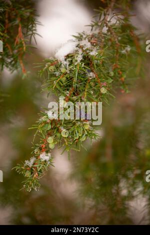 Zweigstelle Juniper (Juniperus communis), Nahaufnahme, grüne Beeren, Schnee, Winter Stockfoto