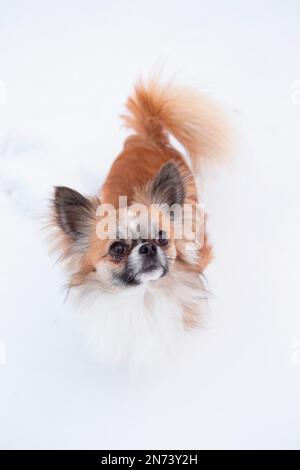 Langhaarige Chihuahua im weißen Schnee, Winterszene Stockfoto