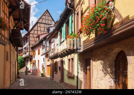 Eguisheim (Egisheim), Altstadt, enge Gasse, Fachwerkhäuser, Blumen im Elsass, Haut-Rhin (Oberelsass), Frankreich Stockfoto