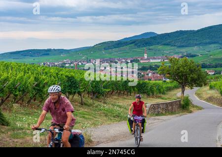 Kientzheim (Kienzheim), die Dörfer Kientzheim (Kienzheim) und Ammerschwihr (Ammerschweier) im Rücken, Weinberge, Radfahrer im Elsass, Haut-Rhin (Oberelsass), Frankreich Stockfoto