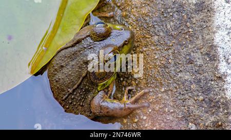 Meeresbohibien südamerikanischer Bullfrosch im Lilly Pond Grüner Schweinefrösch unter Wasser im Beton Gartenteich Nahaufnahme Froschfoto Stockfoto