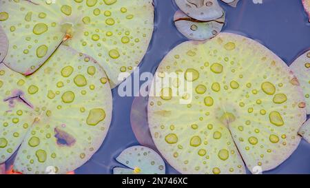 Lily Pads in einem Gartenteich während eines Frühlingsregens Wasser Lilien Grün, Gelb , Malblätter Lilly Leaf schwimmende Wasserlandschaft Hintergrund Stockfoto