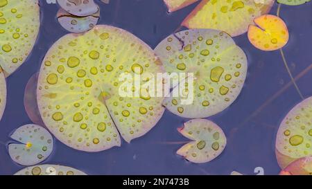 Lily Pads in einem Gartenteich während eines Frühlingsregens Wasser Lilien Grün, Gelb , Malblätter Lilly Leaf schwimmende Wasserlandschaft Hintergrund Stockfoto