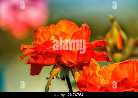 Orange Rose, Blüte der holzigen mehrjährigen blühenden Pflanze, Gattung Rosa, Familie Rosaceae. Es gibt mehr als 300 Arten und viele Unterarten. Stockfoto