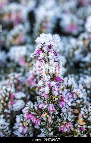 Blühende Schneeheuse (Erica Carnea), bedeckt mit Heiserfrost im Dezember Stockfoto