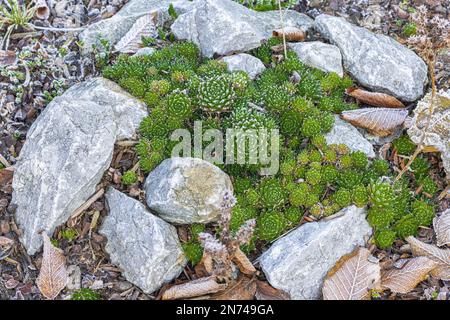 Saftig, Sempervivum minutum, Steine, Steingarten, Heiserfrost Stockfoto