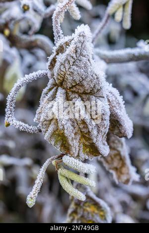 Blütenkatzen aus Haselbusch (Corylus avellana) bedeckt mit Heiserfrost Stockfoto