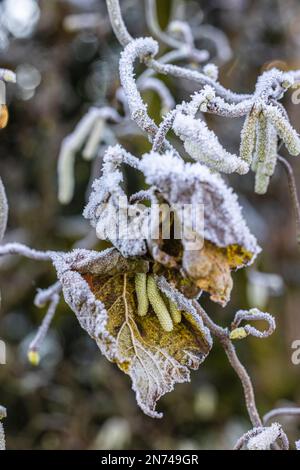 Blütenkatzen aus Haselbusch (Corylus avellana) bedeckt mit Heiserfrost Stockfoto