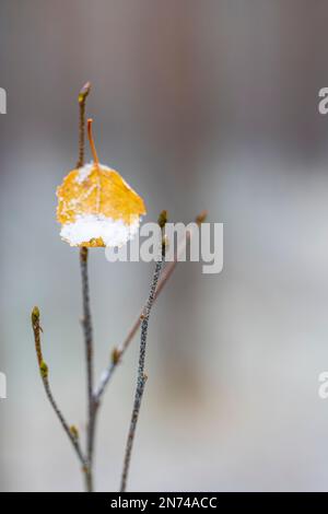 Ein kleines Blatt hängt an einem Zweig, farbenfrohe Herbstfarben, eingeschneit Stockfoto