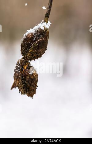 Bienenstöcke hängen an einem Ast, bedeckt mit Schneekristallen Stockfoto