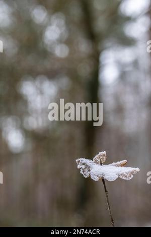 Getrocknetes Eichenblatt im Winter aufgespießt auf Ast mit Schneebedeckung Stockfoto