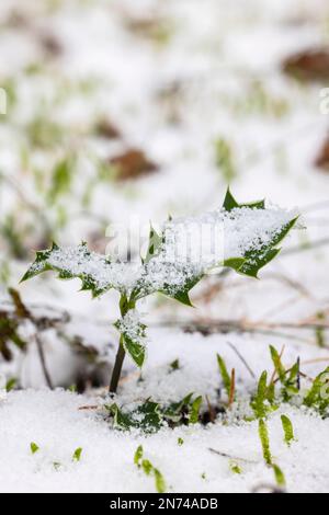 Holly/Sanddorn (Ilex aquifolium), Blätter, schneebedeckt Stockfoto