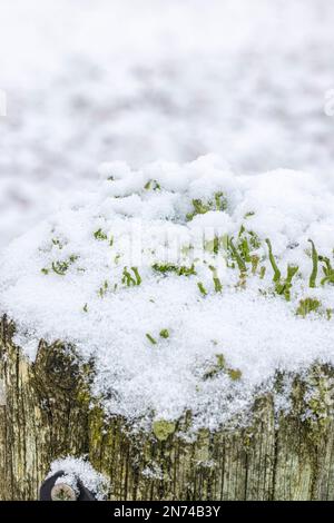 Flechten (Cladonia pyxidata) mit Eiskristallen befallen, im Winter mit Schnee auf Holzpfählen bedeckt Stockfoto