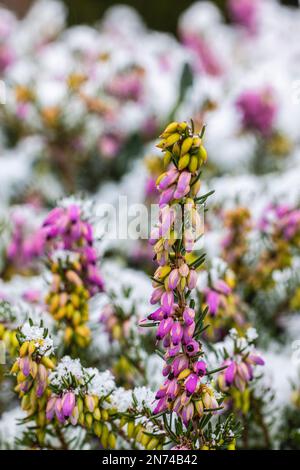 Blühende Schneeheuse (Erica Carnea), bedeckt mit Heiserfrost im Dezember Stockfoto