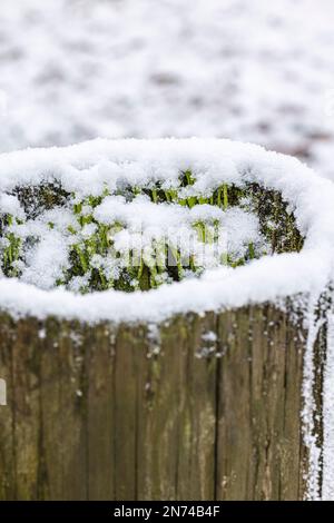 Flechten (Cladonia pyxidata) mit Eiskristallen befallen, im Winter mit Schnee auf Holzpfählen bedeckt Stockfoto