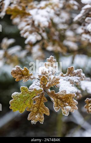 Ast mit Eichenblättern im Winter, mit Schnee bedeckt Stockfoto