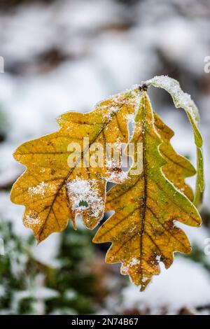 Ast mit Eichenblättern im Winter, mit Schnee bedeckt Stockfoto
