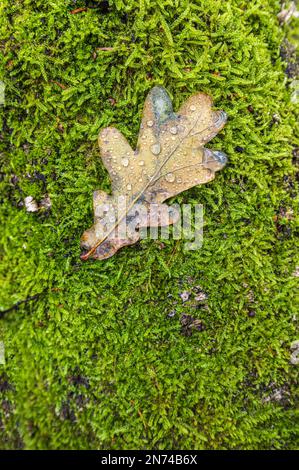 Eichenblätter auf Moos, mit Tautropfen, Stille im Wald Stockfoto