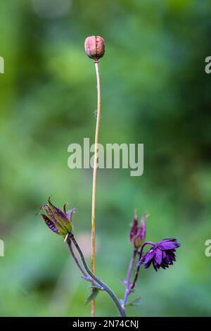 Aquilegia Vulgaris Hybrid, Black Barlow Kolumbine, Bud, Nahaufnahme Stockfoto