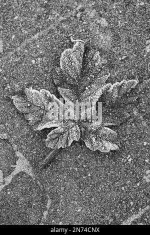 Ahornblatt im Herbst (Acer) auf Pflastersteinen, Hintergrundbild, schwarz-weiß Stockfoto