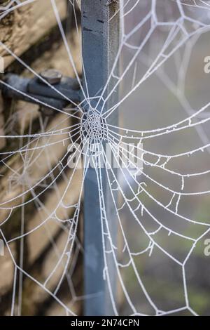 Gefrorenes Spinnennetz am Zaun Stockfoto