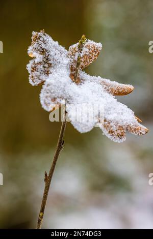 Getrocknetes Eichenblatt im Winter aufgespießt auf einem Ast, schneebedeckt Stockfoto