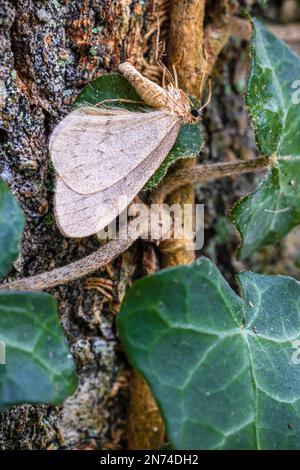 Wintermotte (Operophtera brumata) am Baumstamm Stockfoto