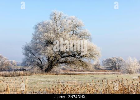 Eine große Weide an einem Wintermorgen im Elbvorland Niedersachsen bei Bleckede/Brackede Stockfoto