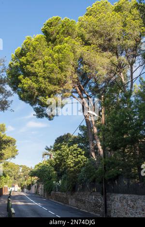 Von Kiefern gesäumte Straße in Giens, Frankreich Stockfoto